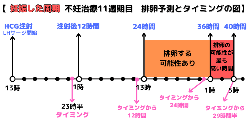 妊娠した周期の排卵予測とタイミングの図　11週期目